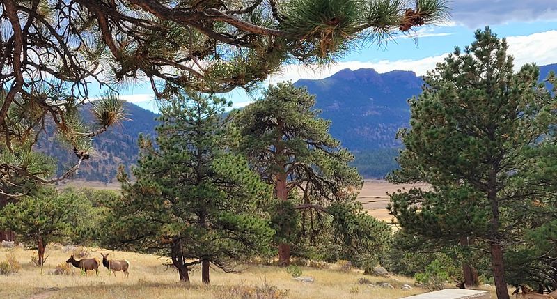 The Best Elk Viewing Happens With Distance And Patience The Best Elk Viewing Happens With Distance And Patience