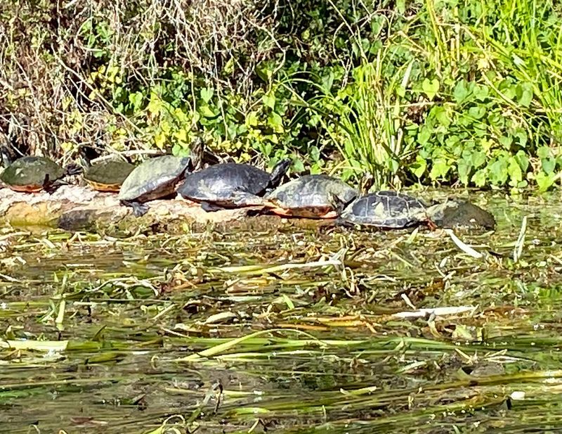 Wild Boar And Turtles Round Out The Wildlife Roster