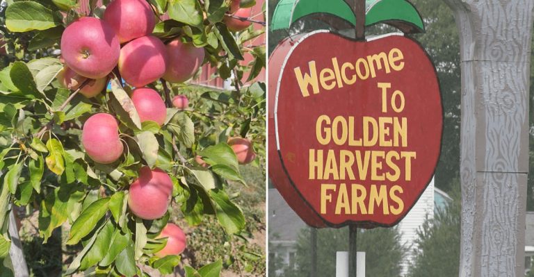 The Best Places For Halloween Apple Picking And Donuts In Upstate New York