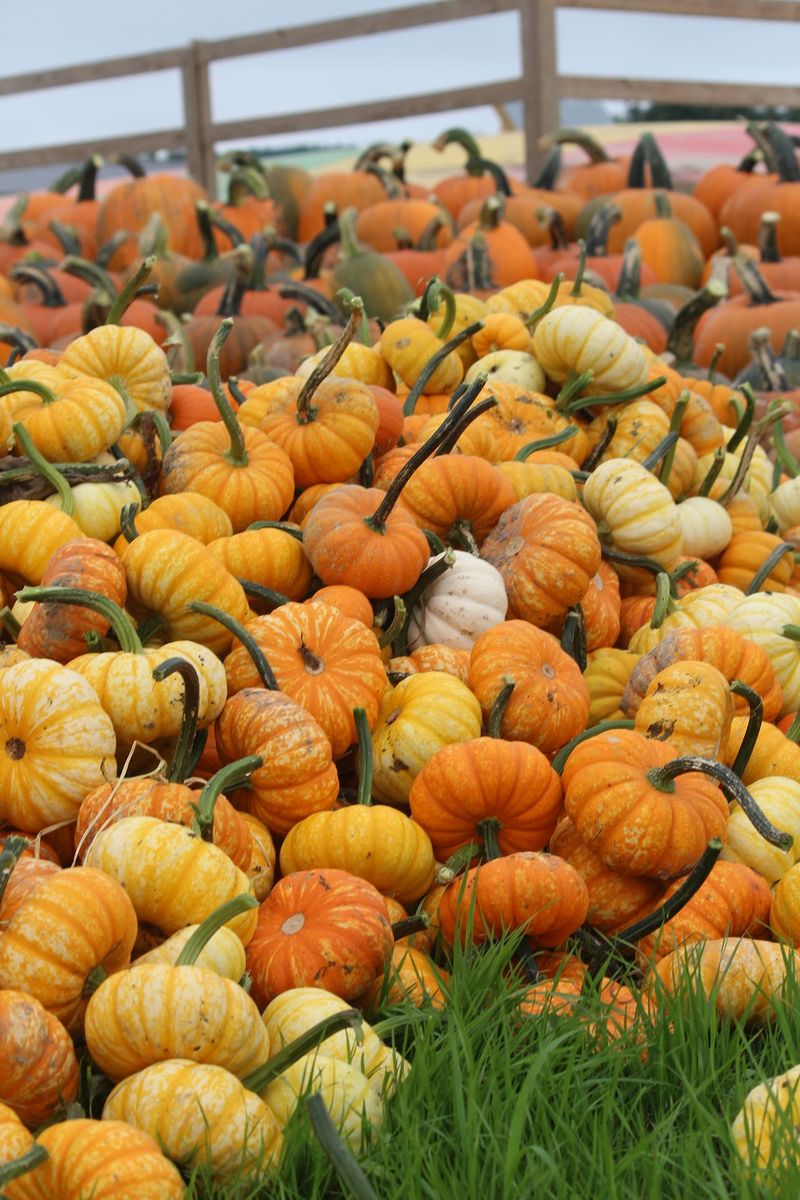 The Best Pumpkin Is The One You Pull Off The Vine