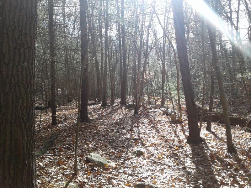 The Best Time Of Day To Spot Snakes On The Trail