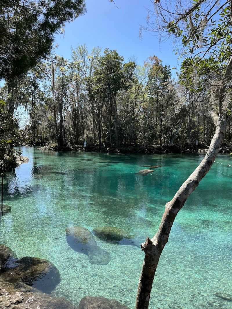 The Best Time To See Manatees From Your Houseboat Is During Winter Months
