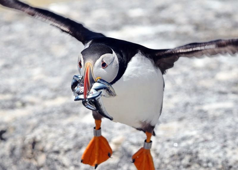 The Absolute Best Places To See Puffins In Maine
