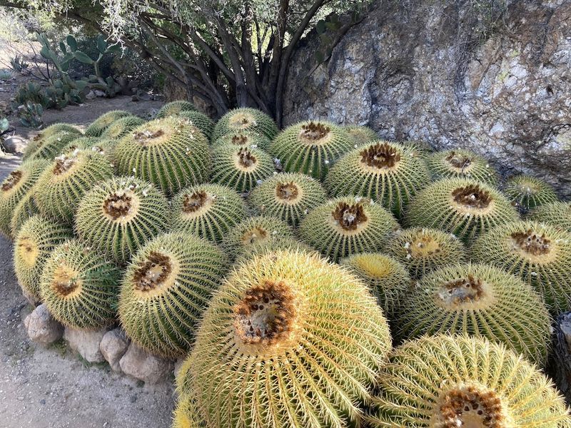 Wildlife, Birds, And The Living Desert Around You