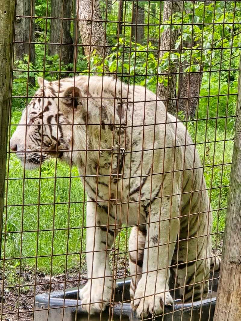 The Big Cats That Will Take Your Breath Away