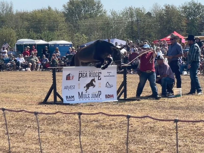 The Big Jumps Draw Cheers