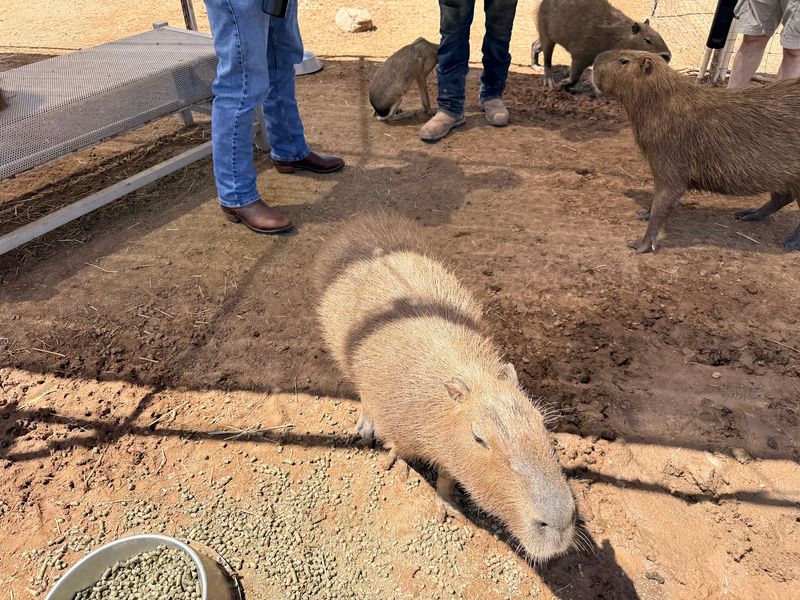 The Biggest Capybara Crowd in the Country The Biggest Capybara Crowd in the Country