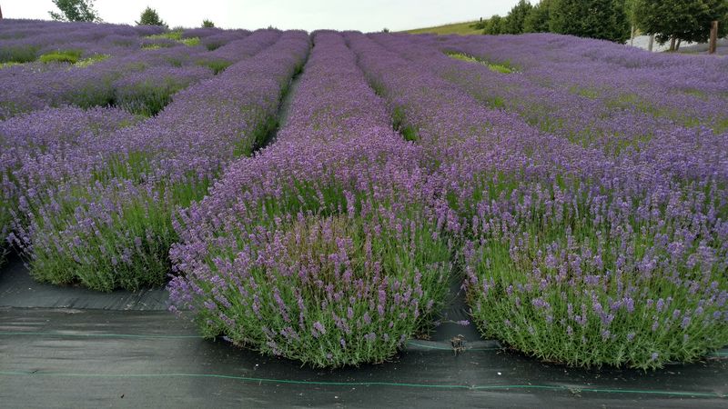 The Biggest Lavender Farm In The State Throws A Fitting Season Finale