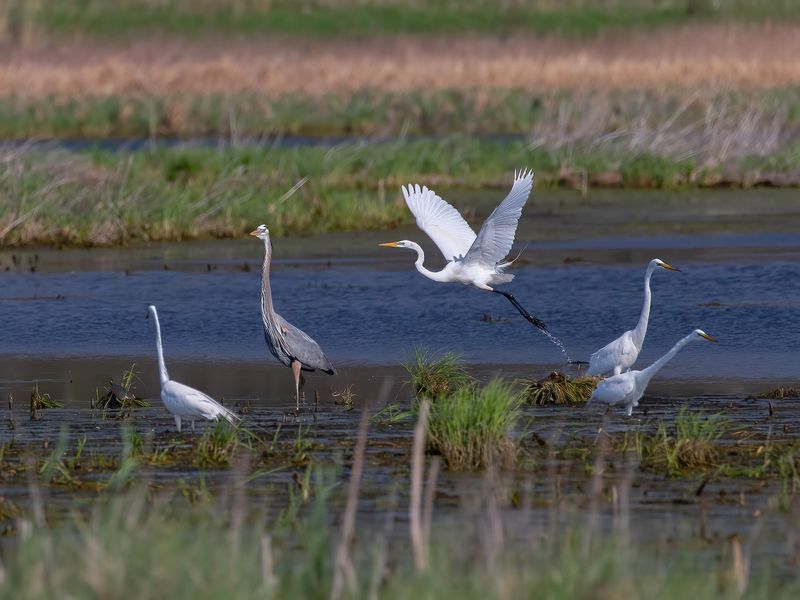 The Birds That Steal The Show