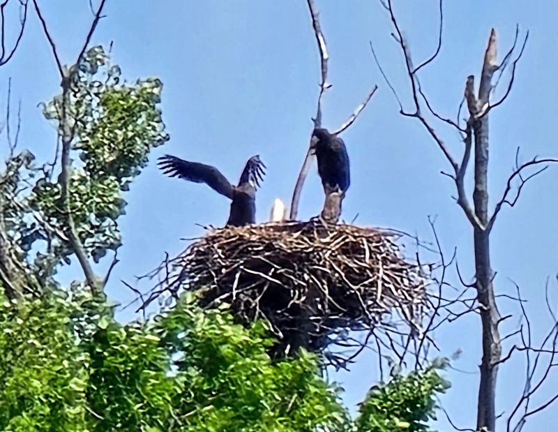 The Birds That Steal The Show