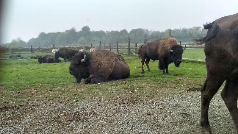 The Bison That Steal the Show
