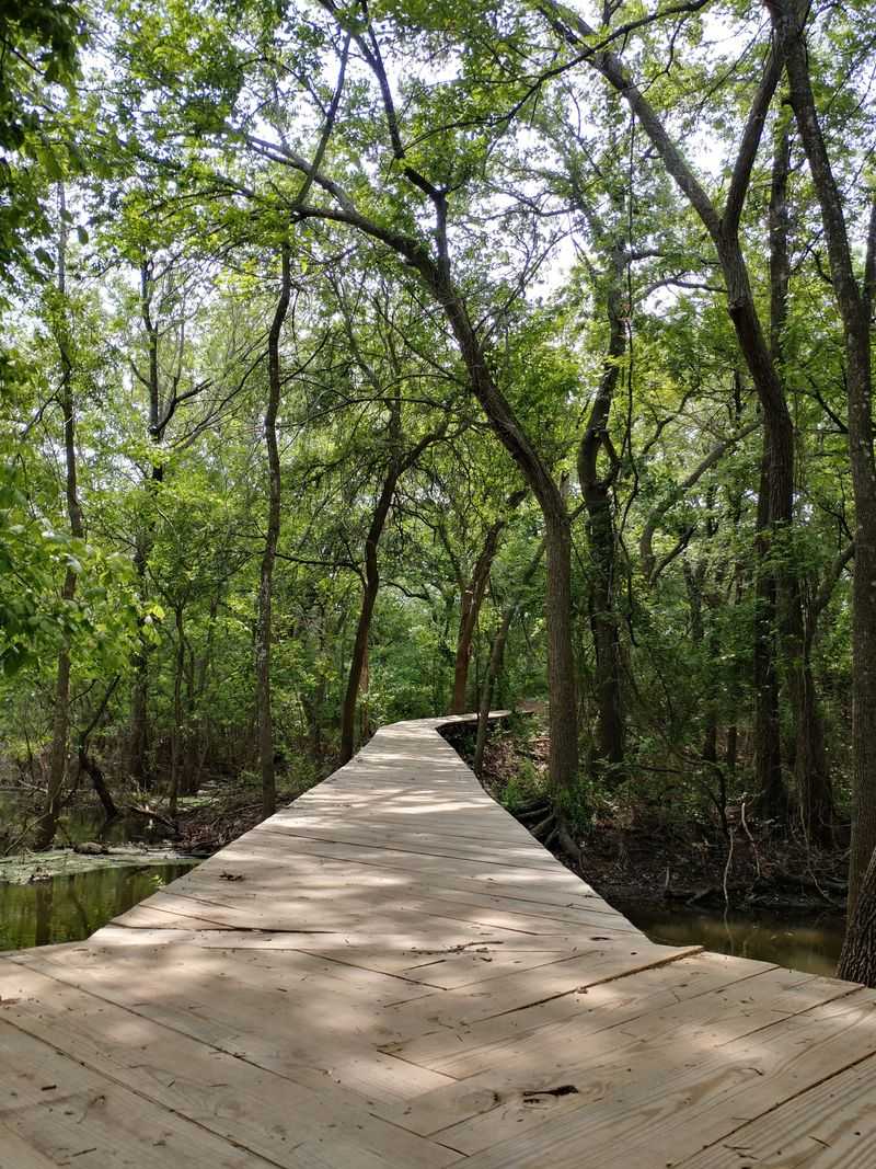 A True Swamp Forest Filled With Unexpected Beauty