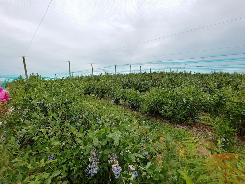 Fresh Blueberries From The Orchard Go Straight Into The Batter