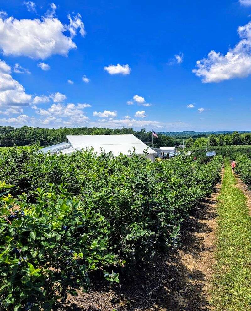 The Blueberry Patch, Mansfield