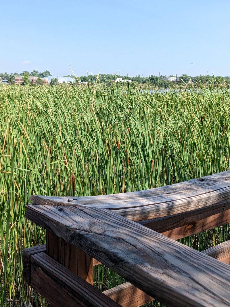 The Boardwalk Changes How You Read The Wetlands
