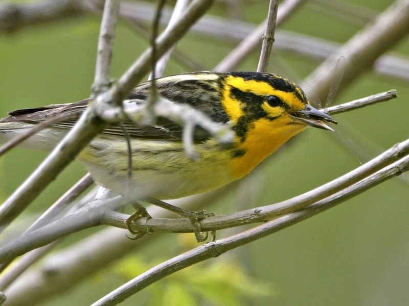 Warblers Everywhere: A Photographer's Playground