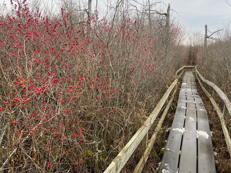 The Boardwalk Makes a Fragile Habitat Viewable