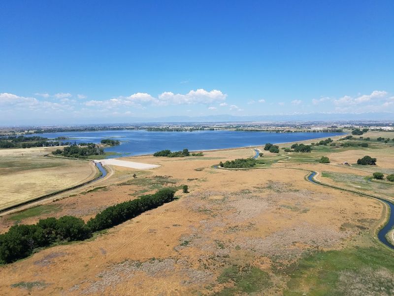 Bald Eagles and the Wildlife You Did Not Expect