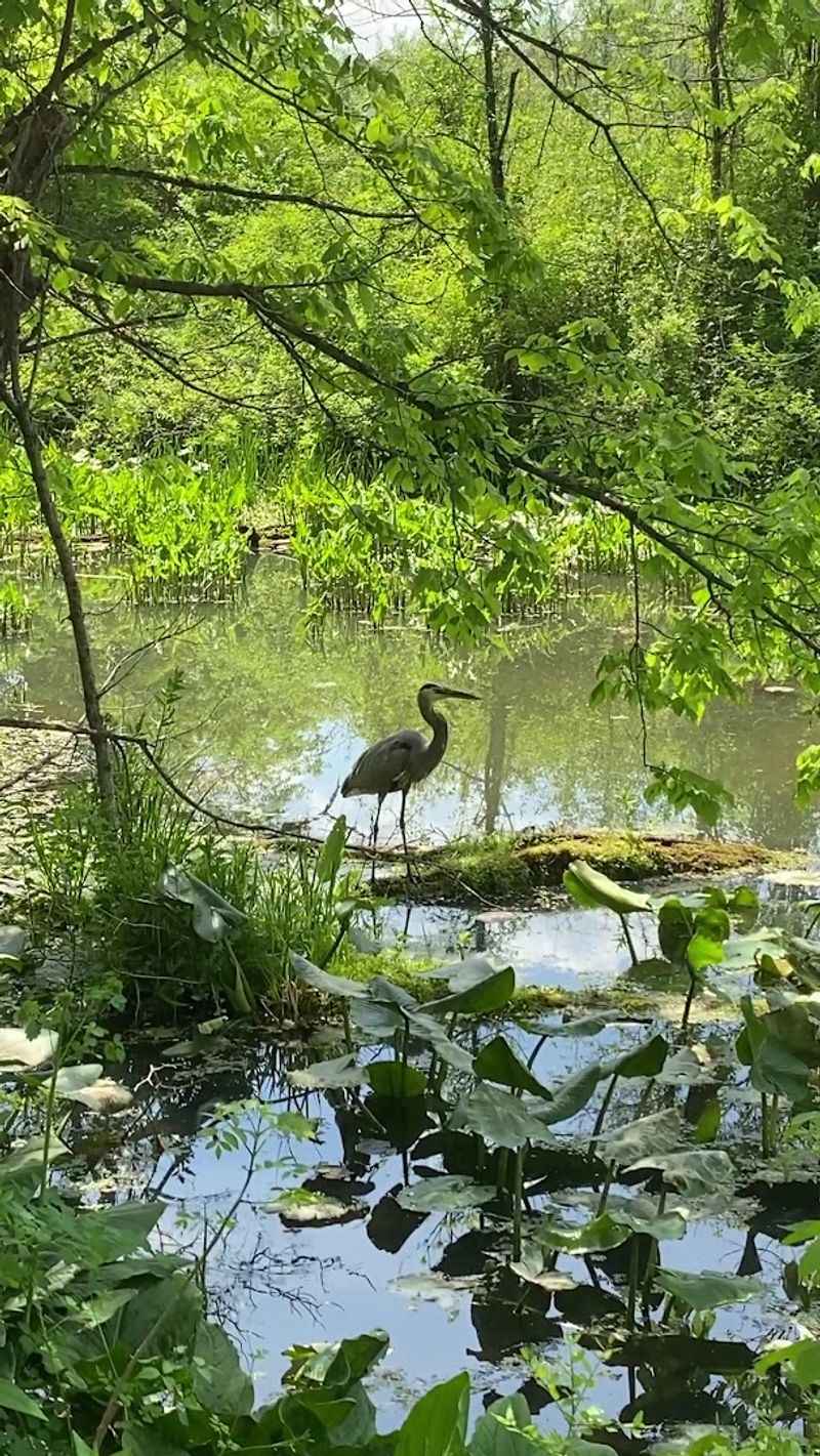 Wildlife That Shows Up Without an Invitation