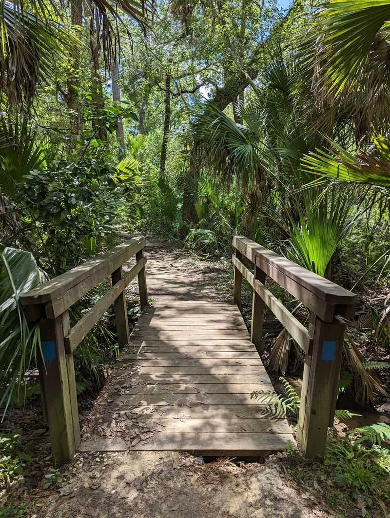 The Boardwalk Through The Jungle