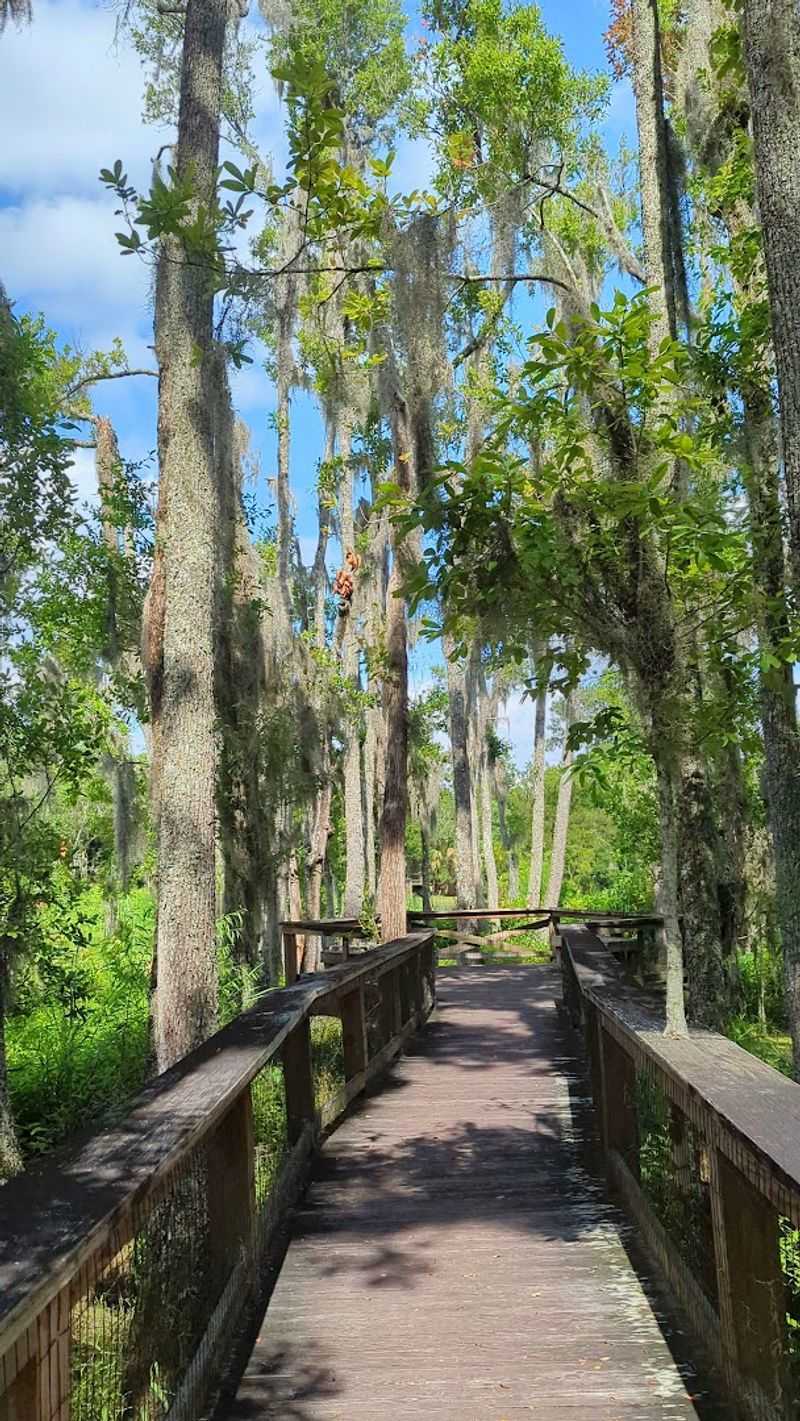 The Boardwalk Trail Over The Swamp