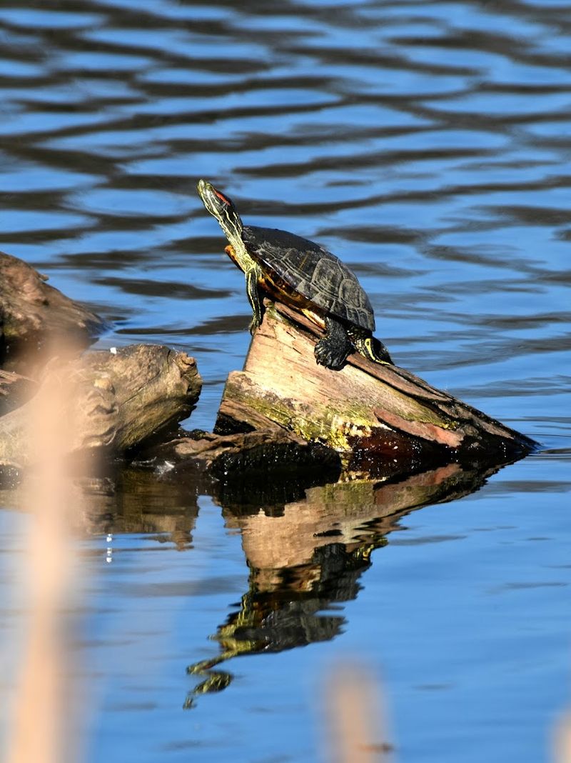 Wildlife Beyond the Birds