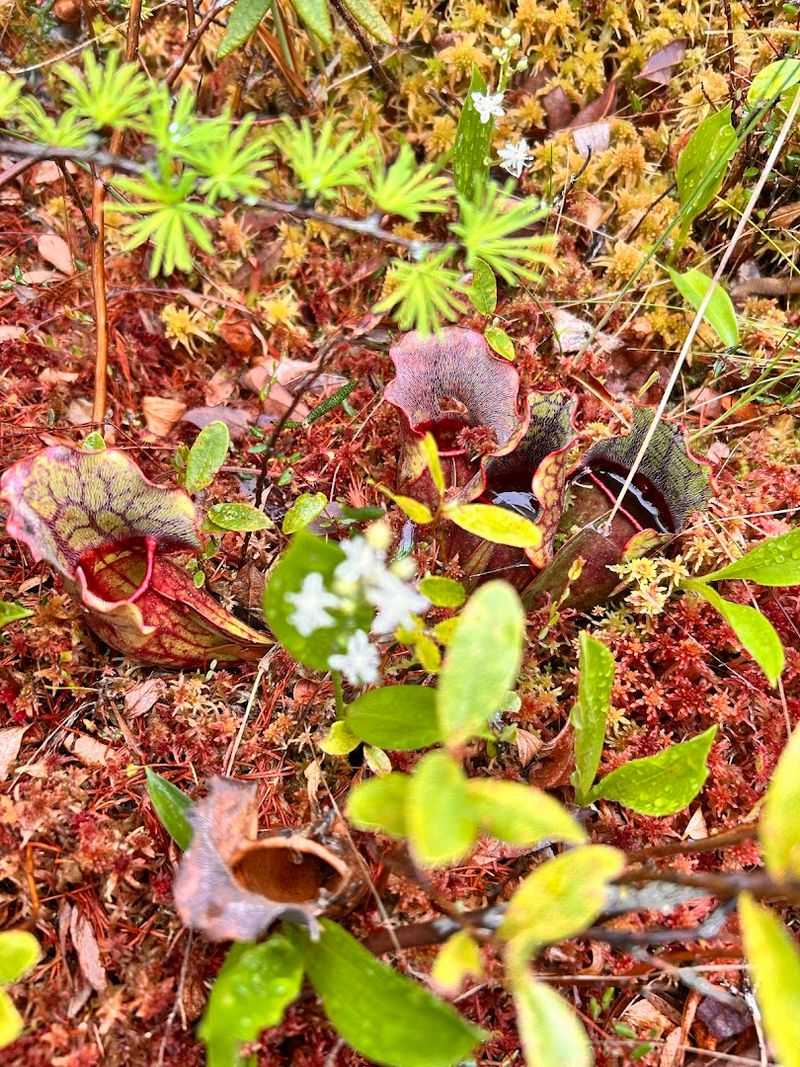 Over 14 Species Of Sphagnum Moss