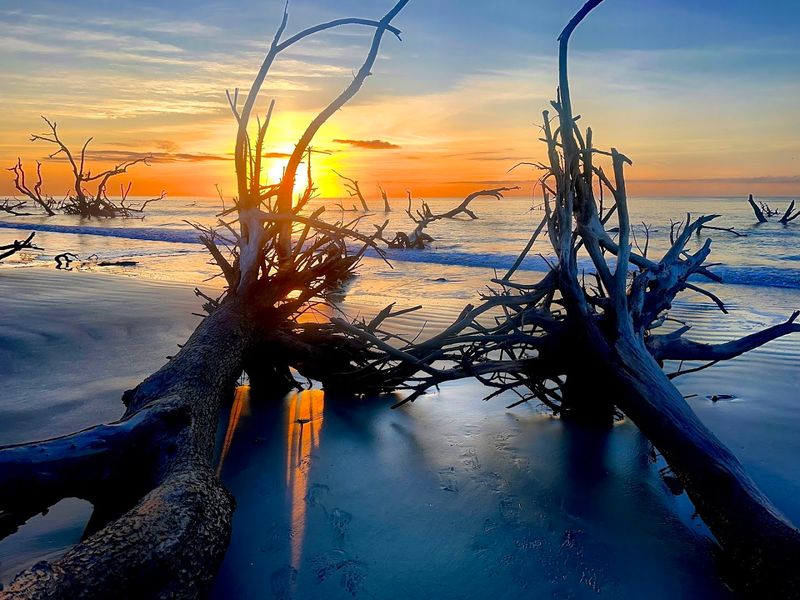 The Boneyard Beach Is Unlike Anything Else On The East Coast