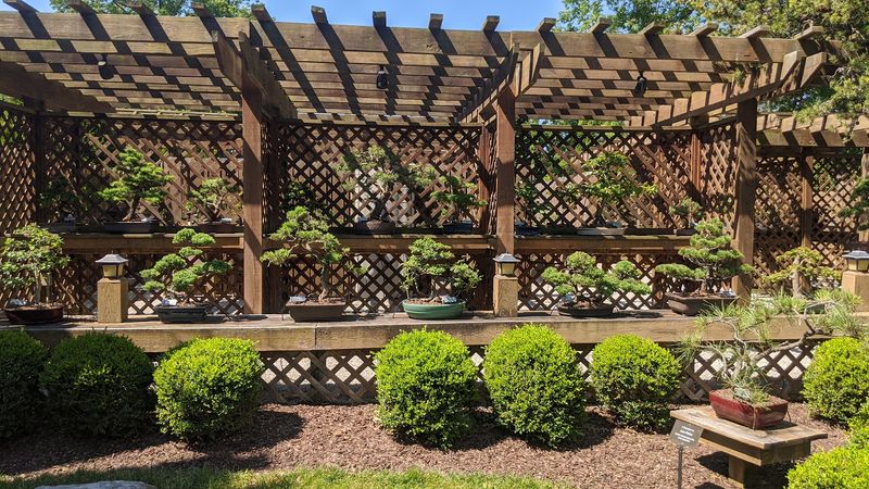 The Bonsai Collection