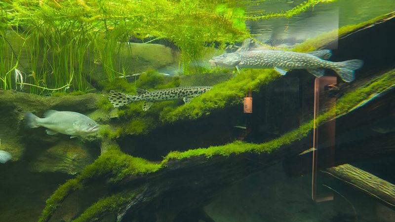 A Rainforest Inside An Aquarium