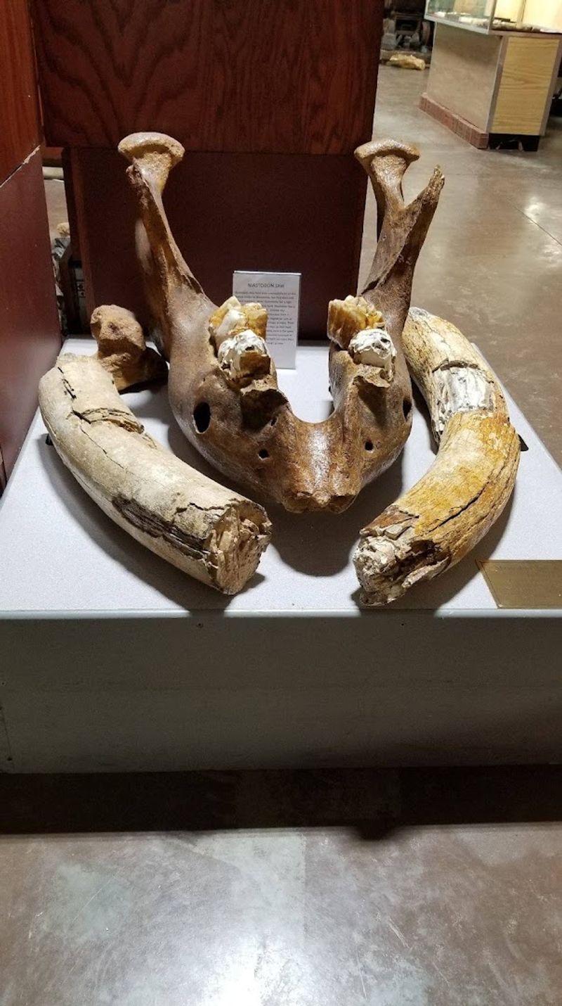 The Boy's Tip That Led To Missouri's First Dinosaur Discovery