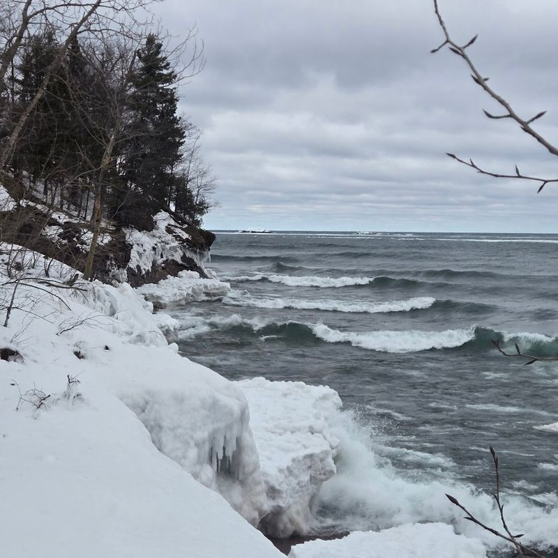 Woods And White Pines
