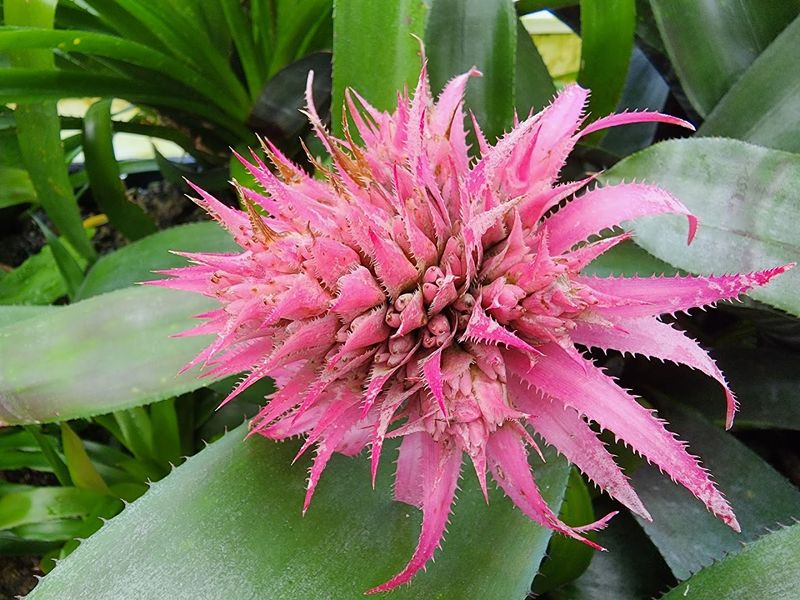 The Bromeliad House And Tillandsia Air Plants