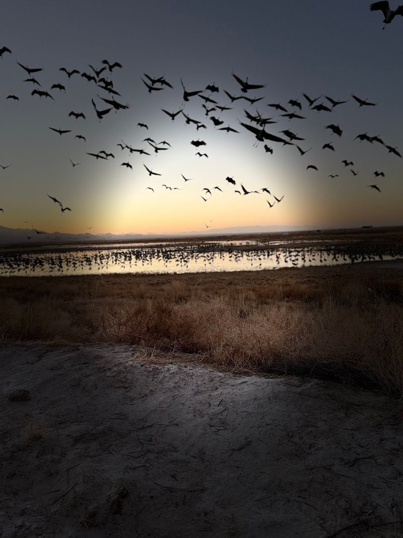 The Bugling Chorus That Rewrites Desert Silence