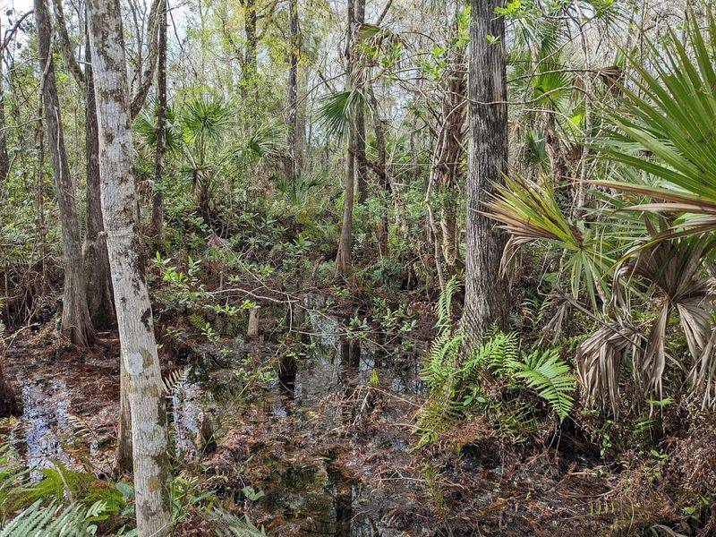 Wildlife Encounters That Feel Like Old Florida