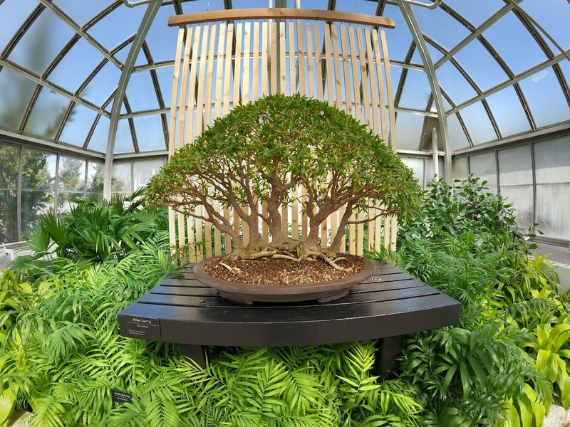 Bonsai Collection That Demands Your Full Attention