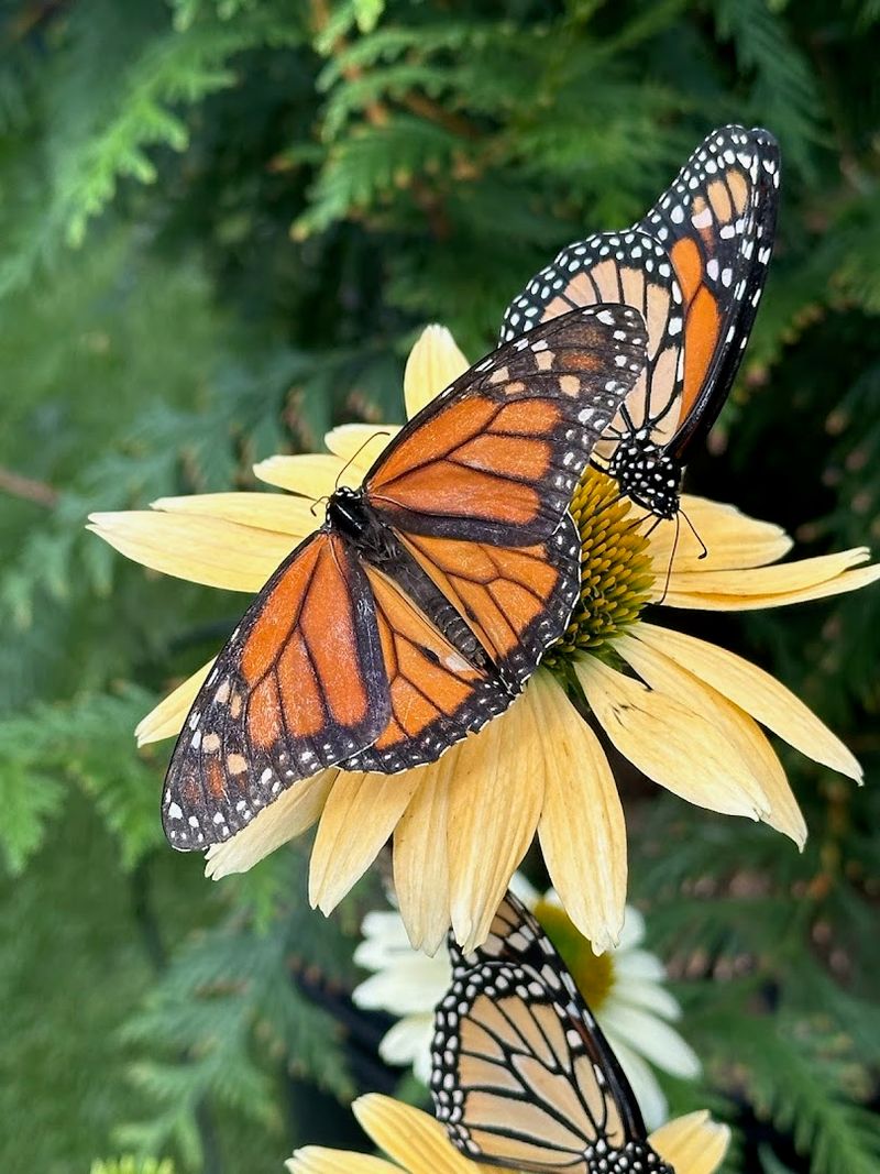 The Butterfly Tent Is A Hidden Highlight