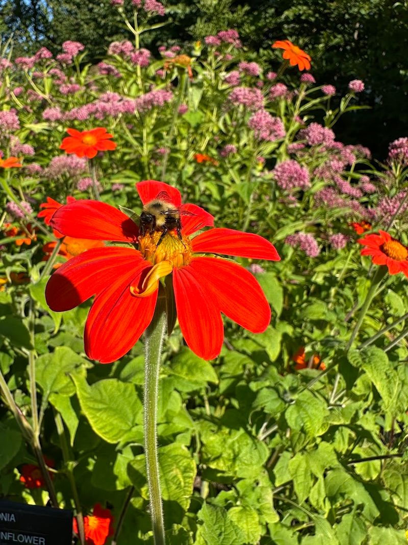 The Buzz Beyond Butterflies