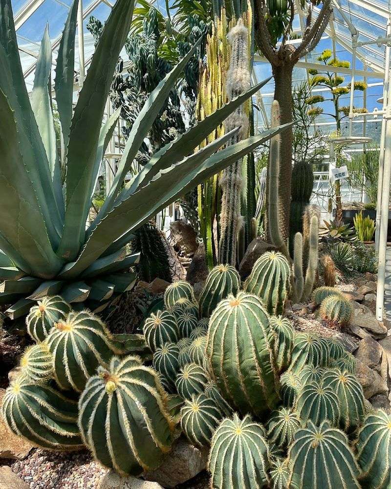The Cactus House And Desert Plant Adaptations
