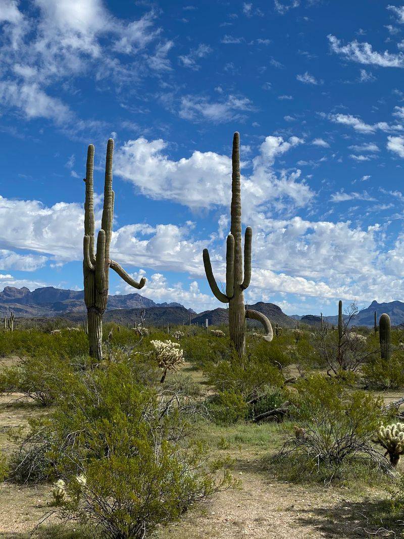 The Cactus Park Next Door Steals The Show