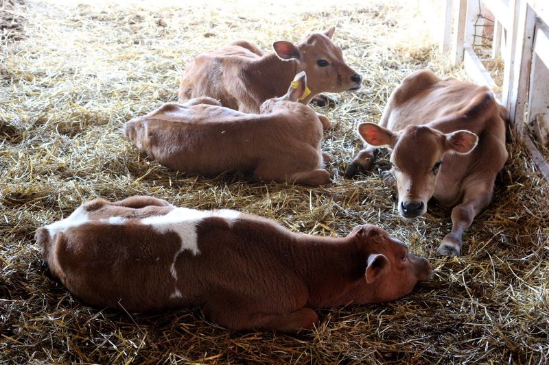 The Calf Barn Full of Fuzzy Faces The Calf Barn Full of Fuzzy Faces