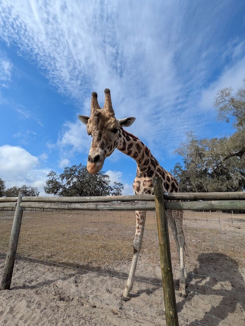 Tortoise Encounters That Slow The Day Down In The Best Way