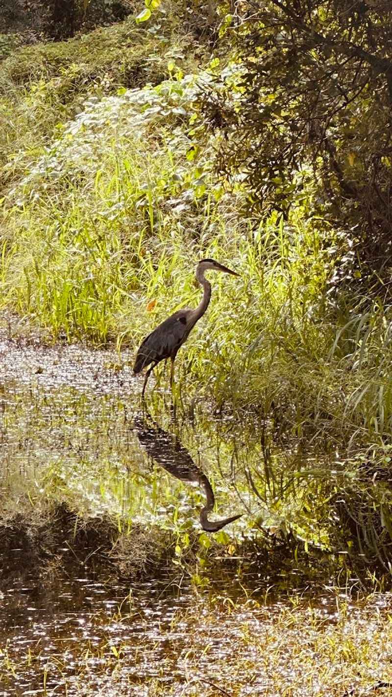 Wildlife Sightings Are A Constant Companion On The Water