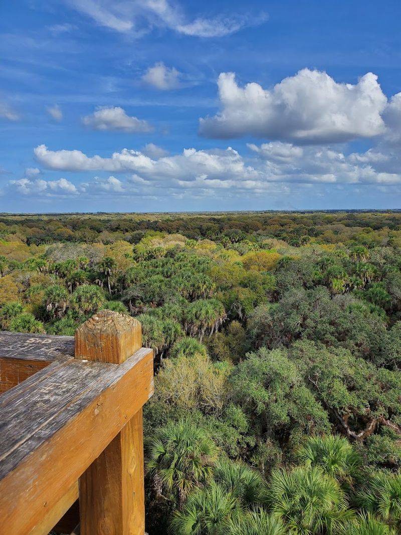 The Canopy Walk Puts You Inside The Treetops Rather Than Just Below Them