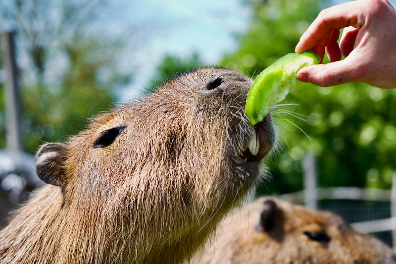 The Capybara Experience You Cannot Find Anywhere Else