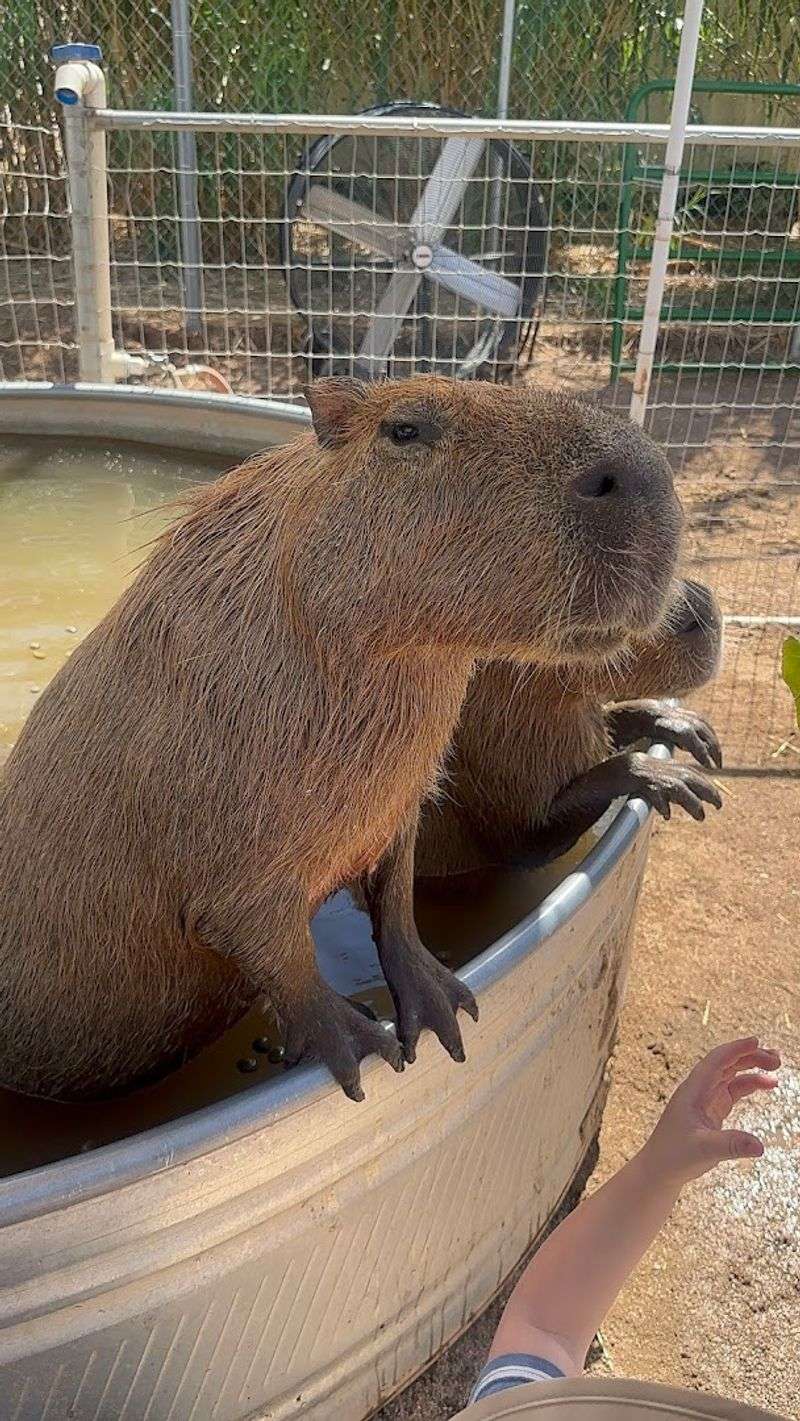 The Capybara Experience