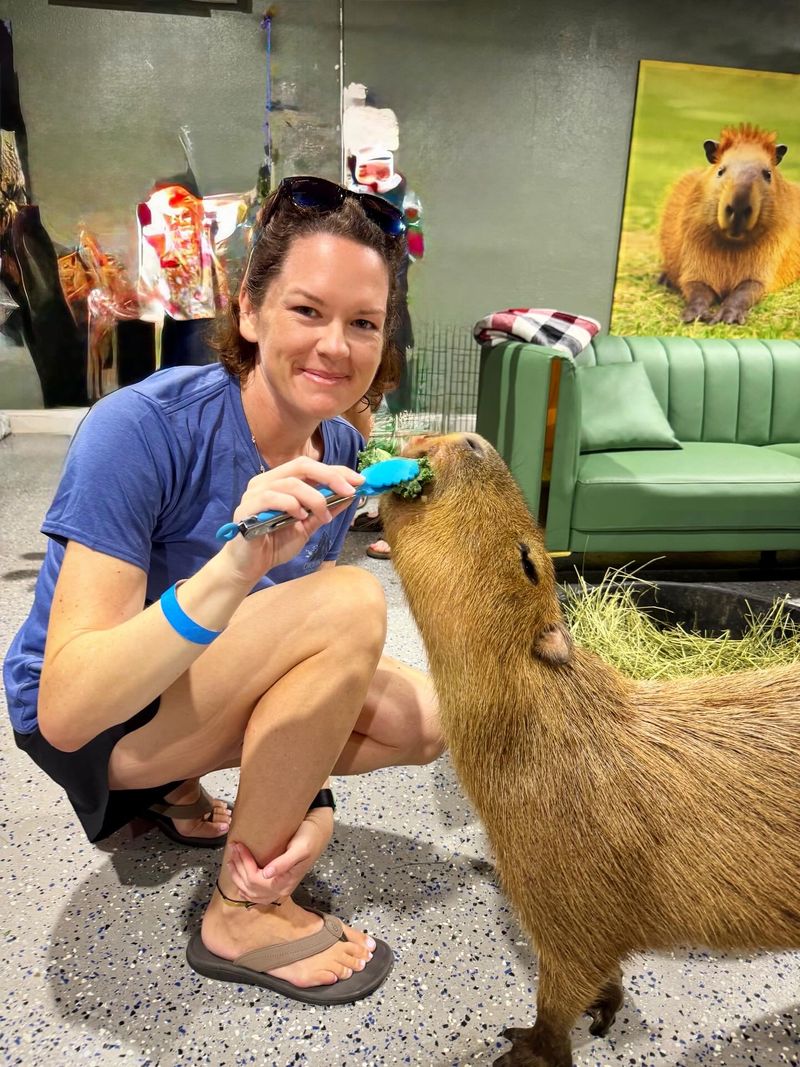 The Capybaras Really Are The Main Attraction