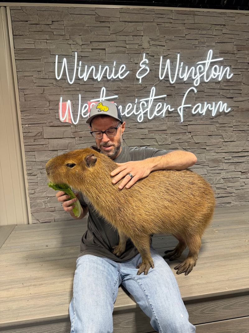 The Capybaras Run The Show Here