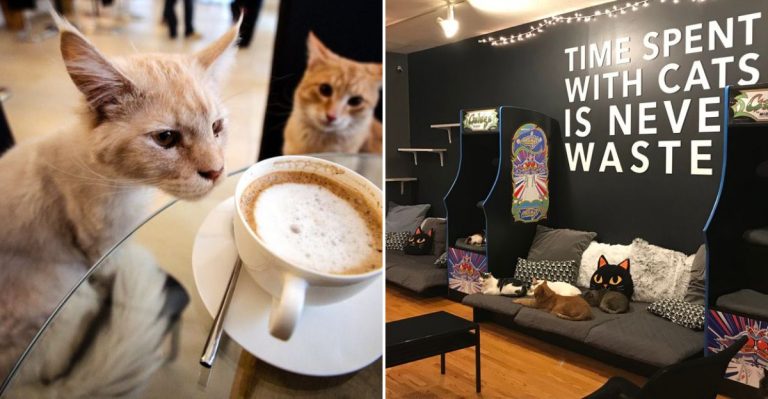The Cat Café In Illinois Where You Can Sip Coffee While Meeting Adoptable Cats
