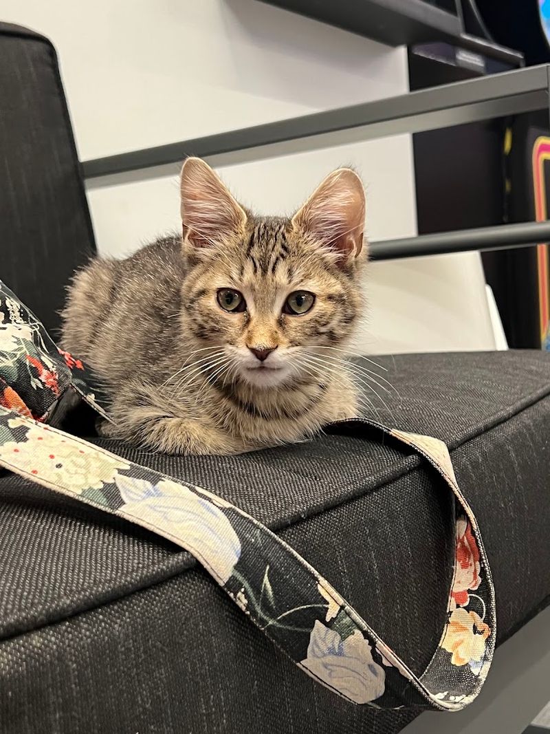 The Catcade (Chicago)